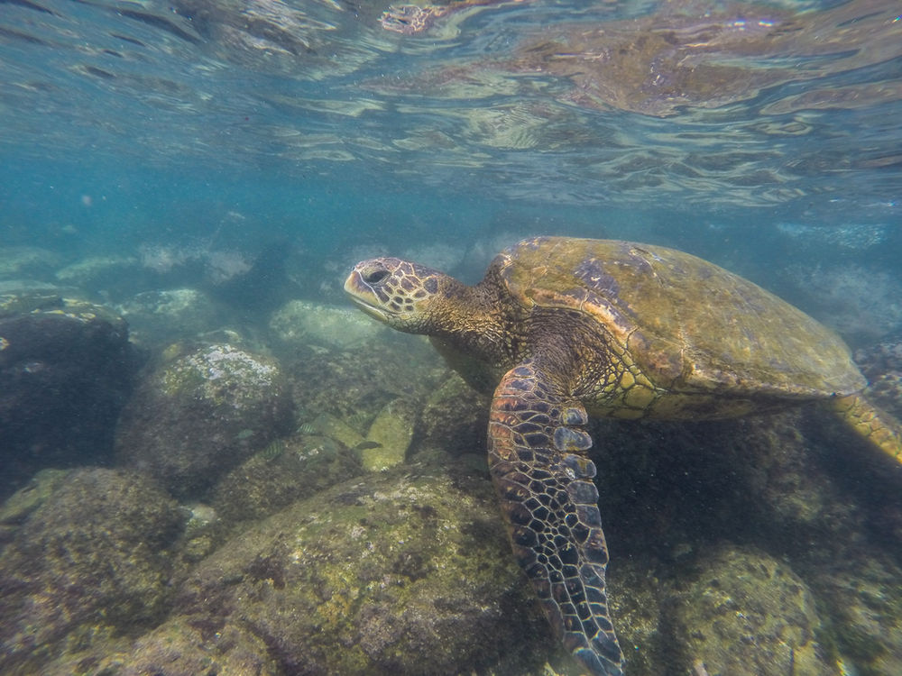 Maui at its finest, Mamas Fish House,Kihei,Ahihi Kinau Reserve,Hawaii